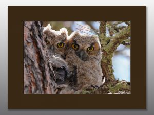 great horned owlets - Moment of Perception Photography