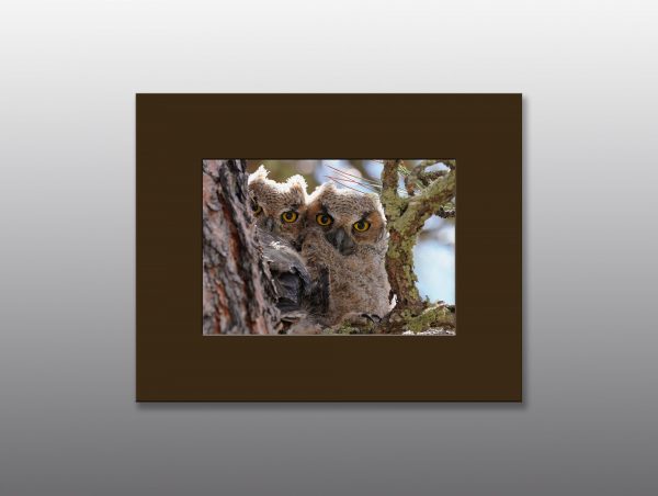 great horned owlets - Moment of Perception Photography