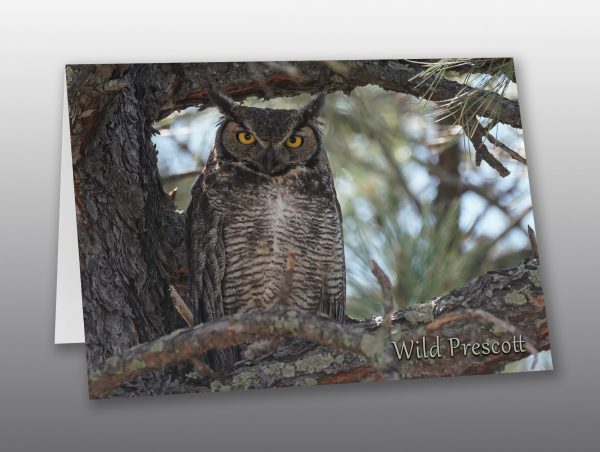 Great Horned Owl - Moment of Perception Photography