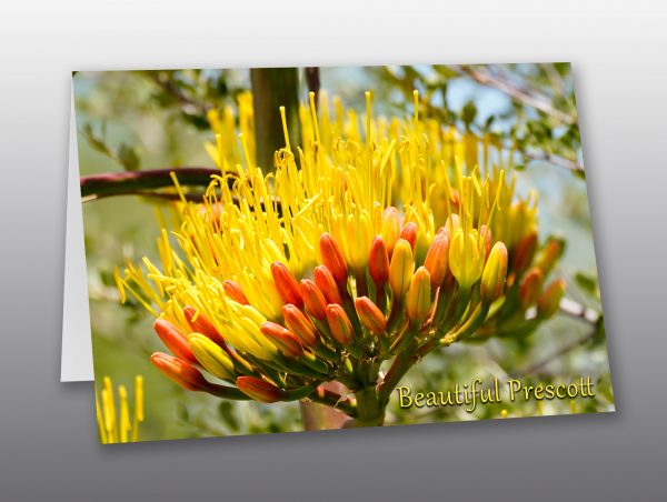 desert agave flower - Moment of Perception Photography