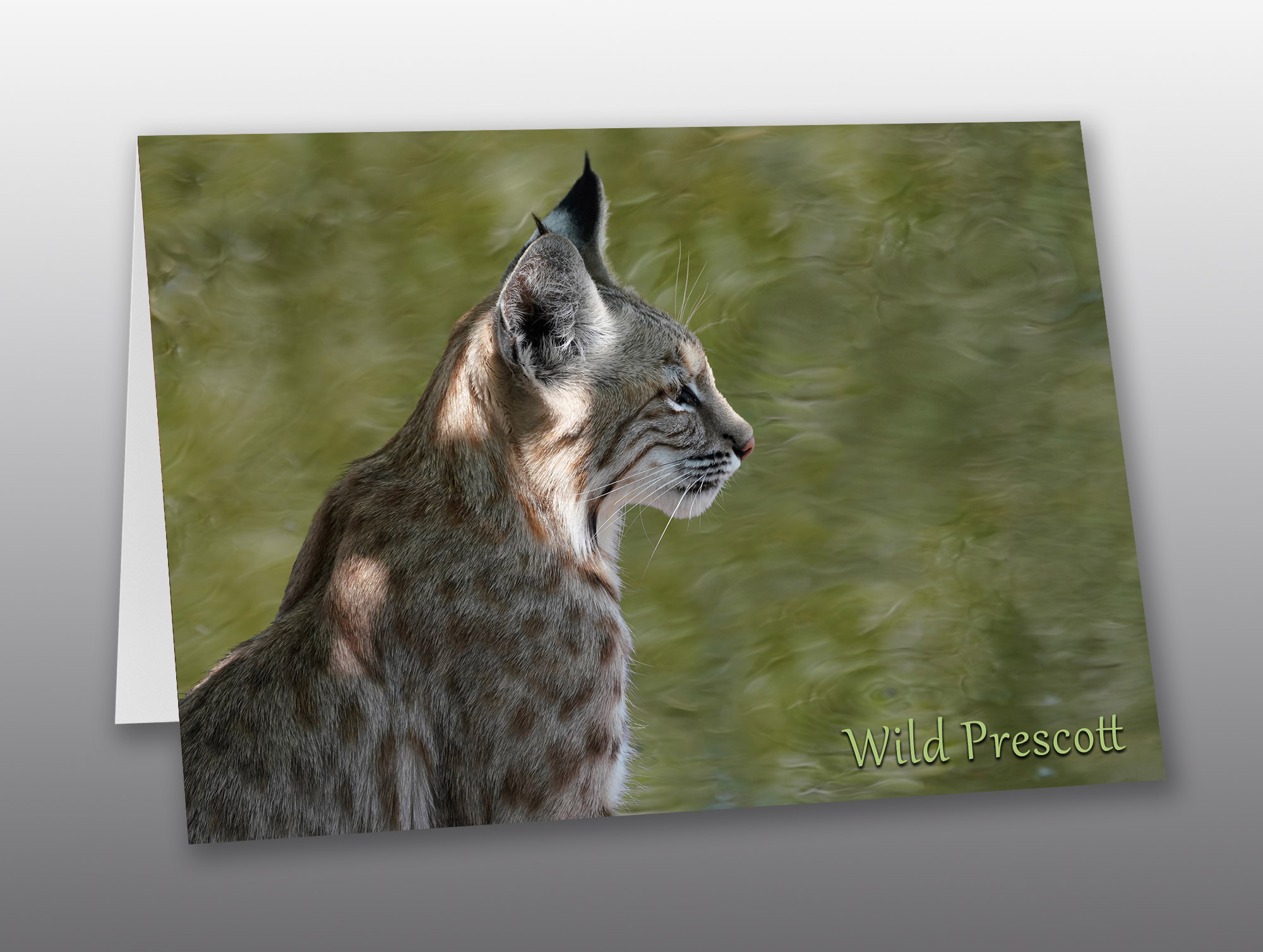 portrait of a bobcat with copy - Moment of Perception Photography