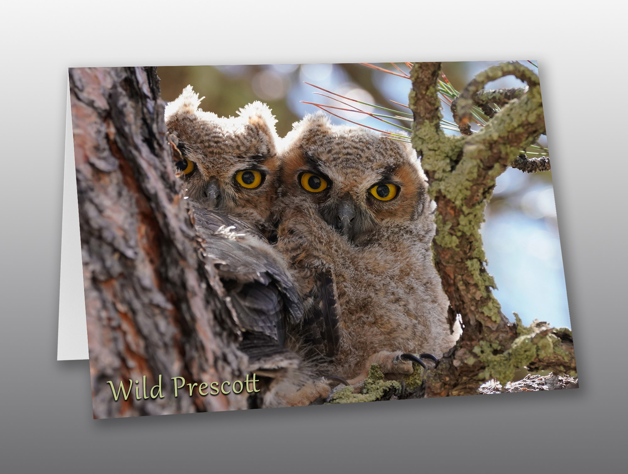 Great Horned Owlets Look at the Camera- Moment of Perception Photography