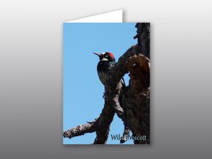 red headed woodpecker - moment of perception photography