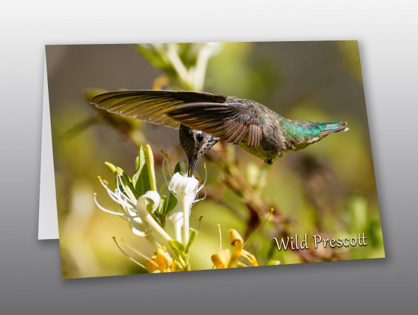 Annas Hummingbird - Moment of Perception Photography