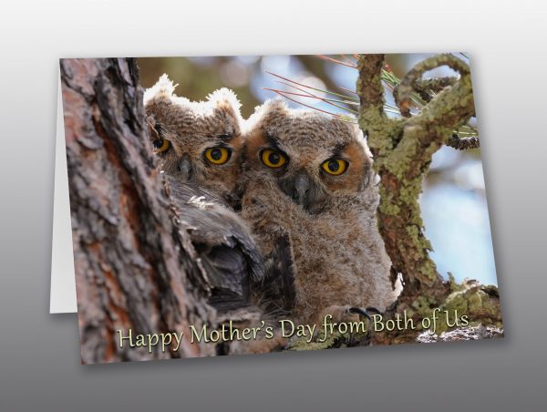 great horned owls - Moment of Perception Photography
