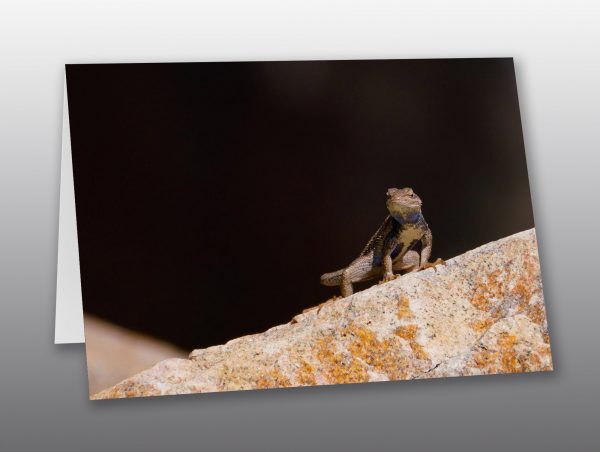 desert lizard - Moment of Perception Photography