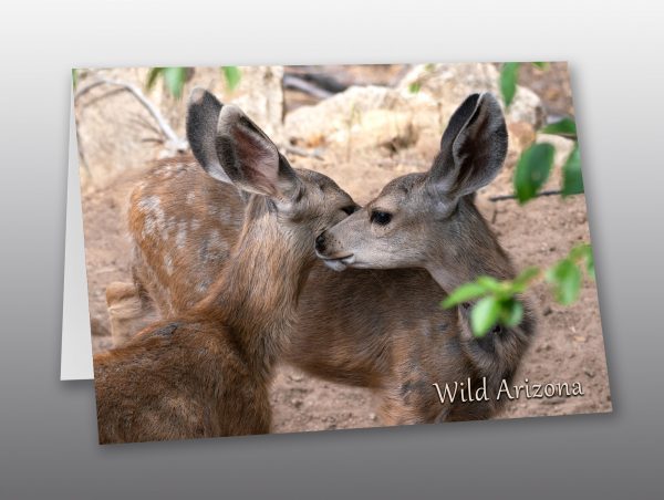 two mule deer fawns - Moment of Perception Photography