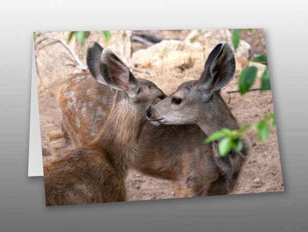 two mule deer fawns - Moment of Perception Photography