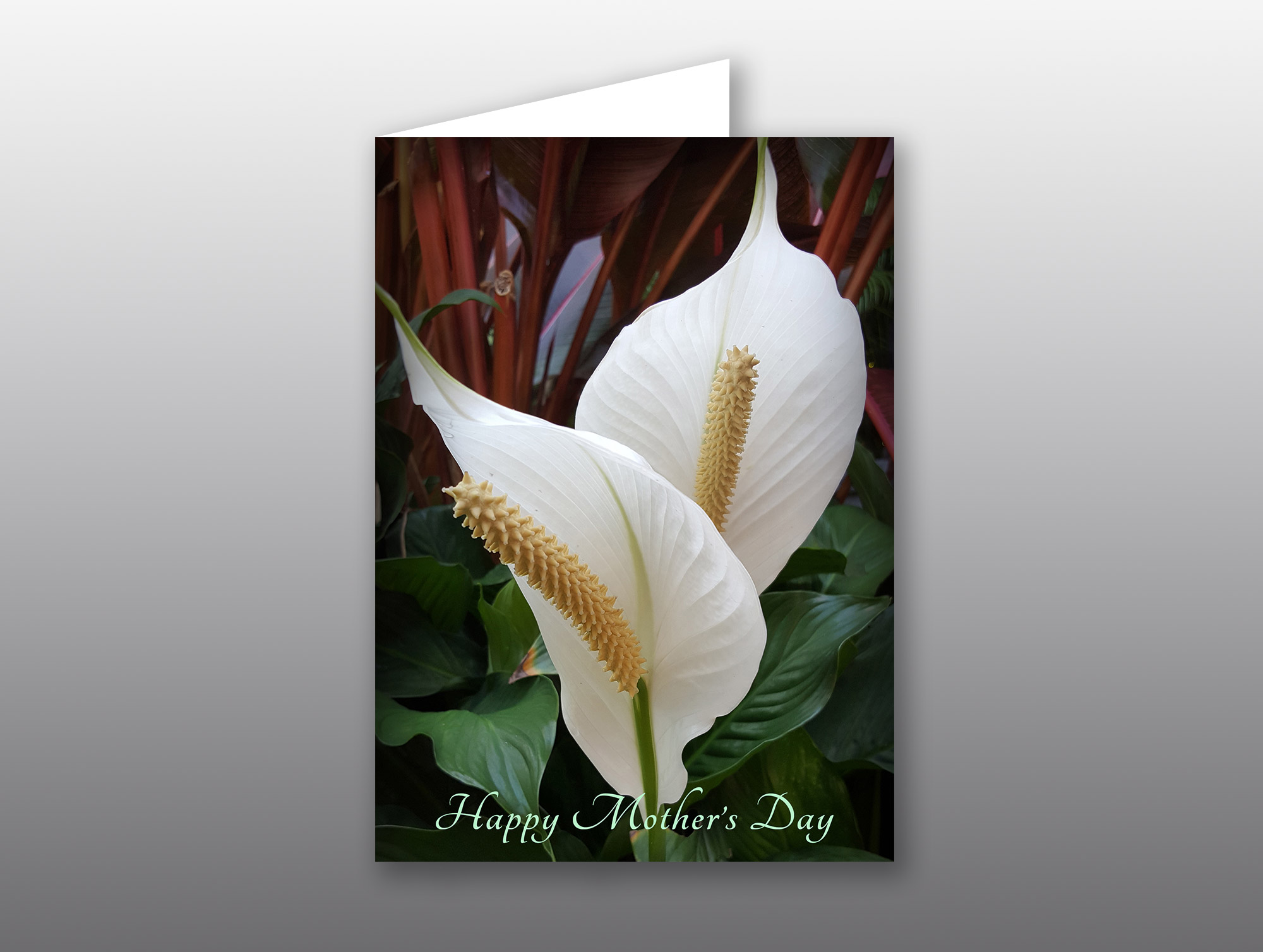 Spathiphyllum Flower - Moment of Perception Photography