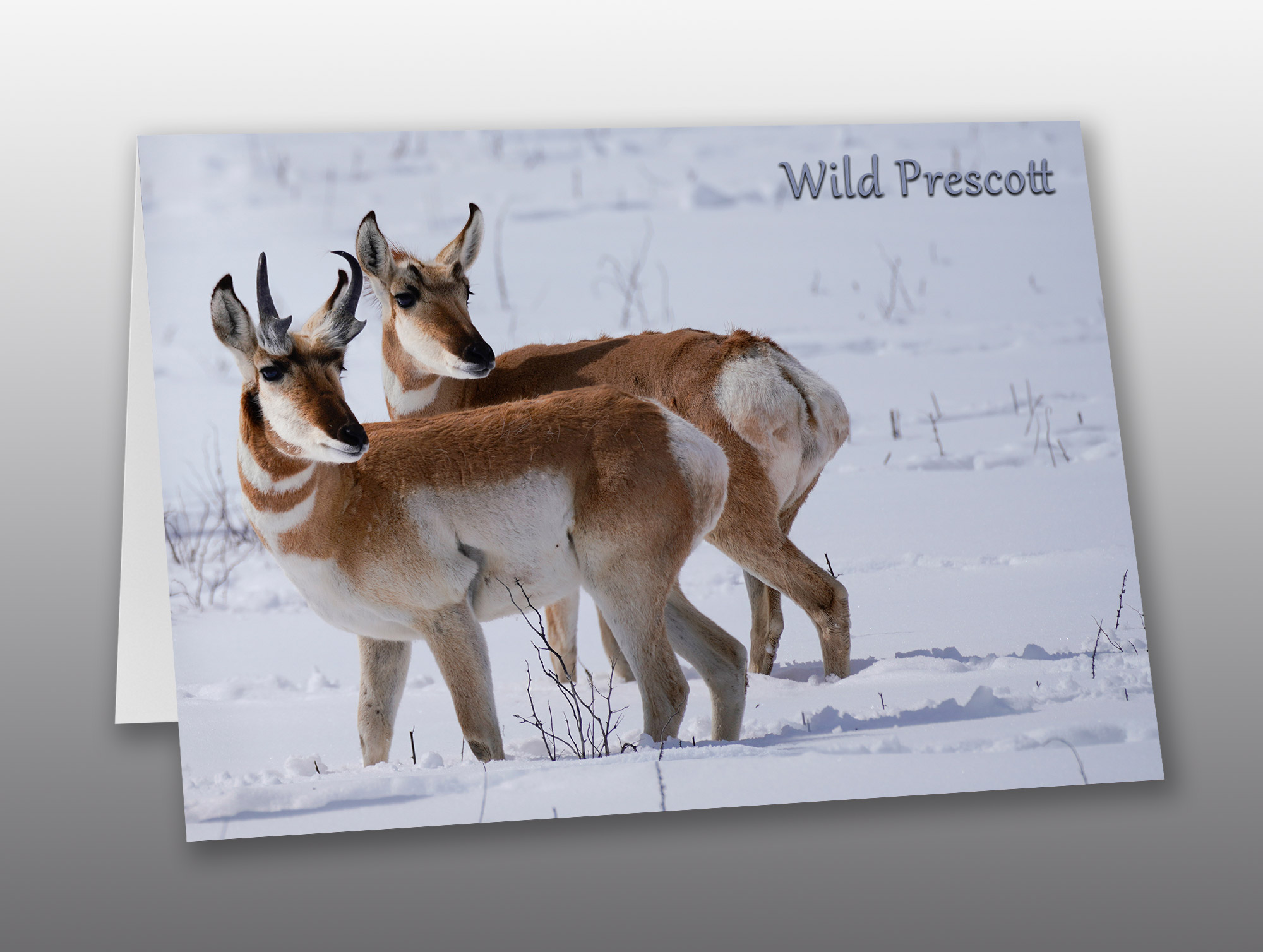 pronghorn antelope in snow - Moment of Perception Photography