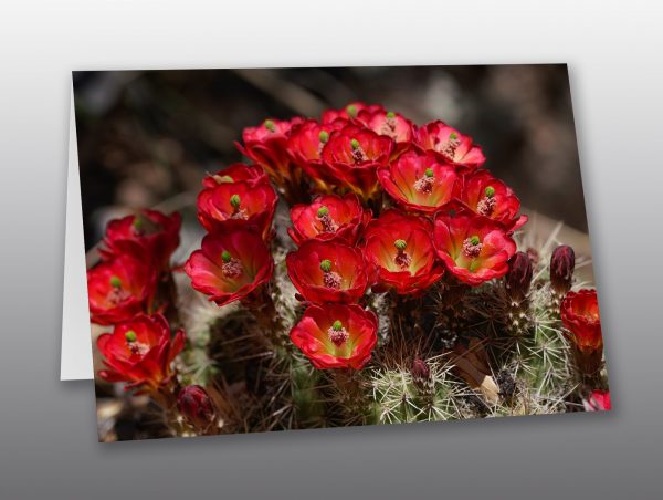 Bright Red Cactus Flowers - Moment of Perception Photography