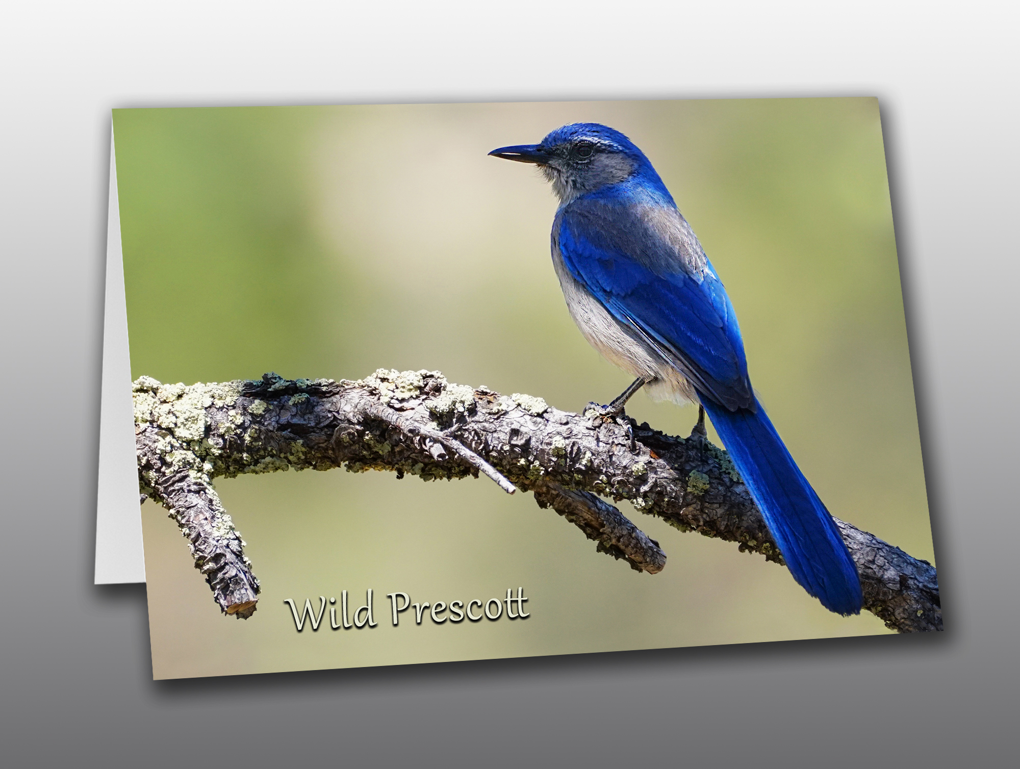 scrub-jay-Prescott Woodhouse's Scrub Jay - Moment of Perception Photography