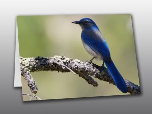 Woodhouse's Scrub Jay - Moment of Perception Photography
