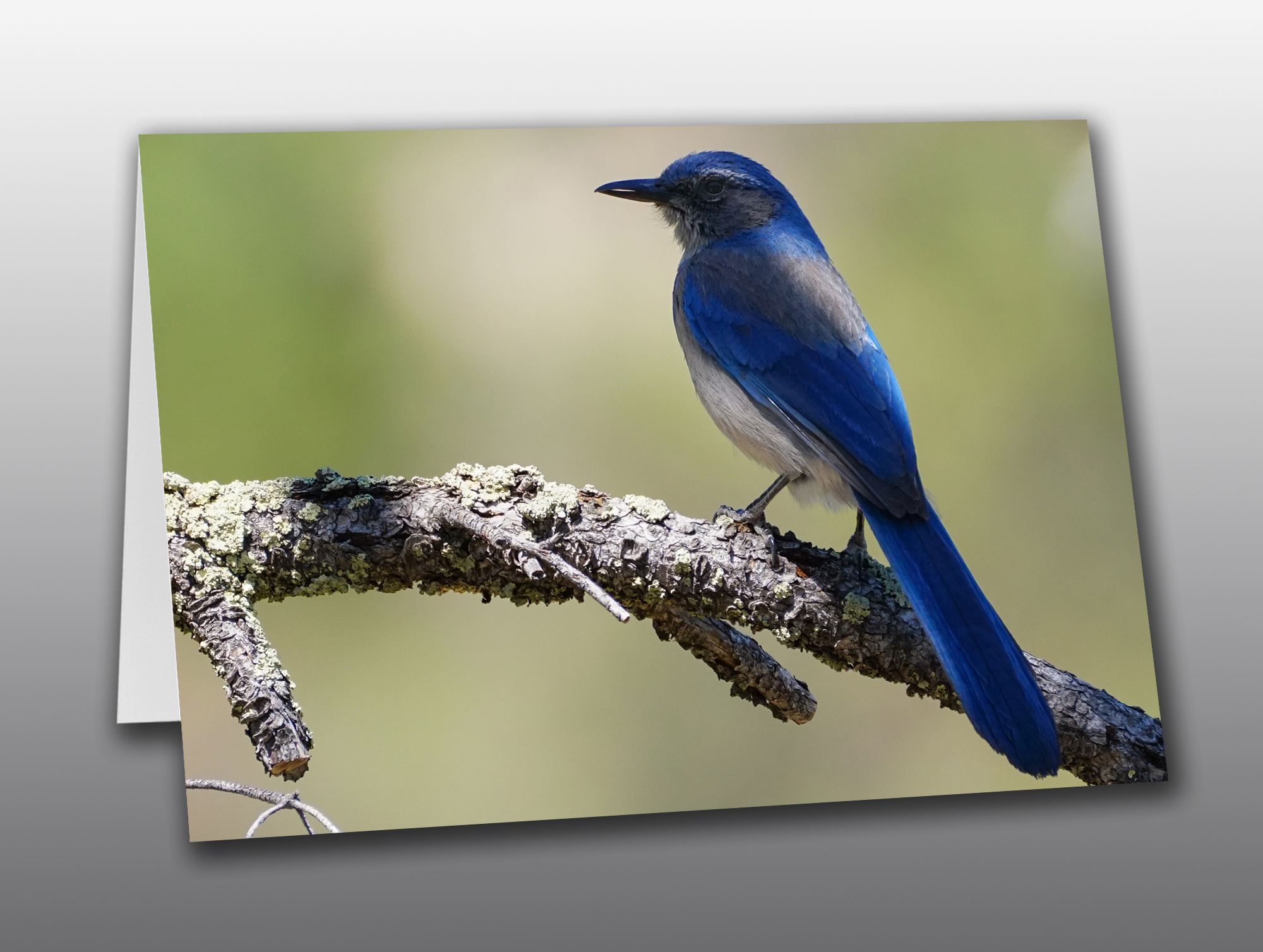 scrub-jay-no-text Woodhouse's Scrub Jay - Moment of Perception Photography