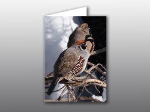 Gambels Quail Male and Female - Moment of Perception Photography