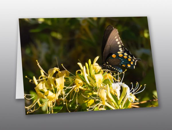 Swallowtail Butterfly Among the Honeysuckle - Moment of Perception Photography