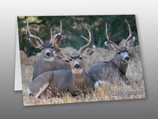 bucks with large antlers - moment of perception photography