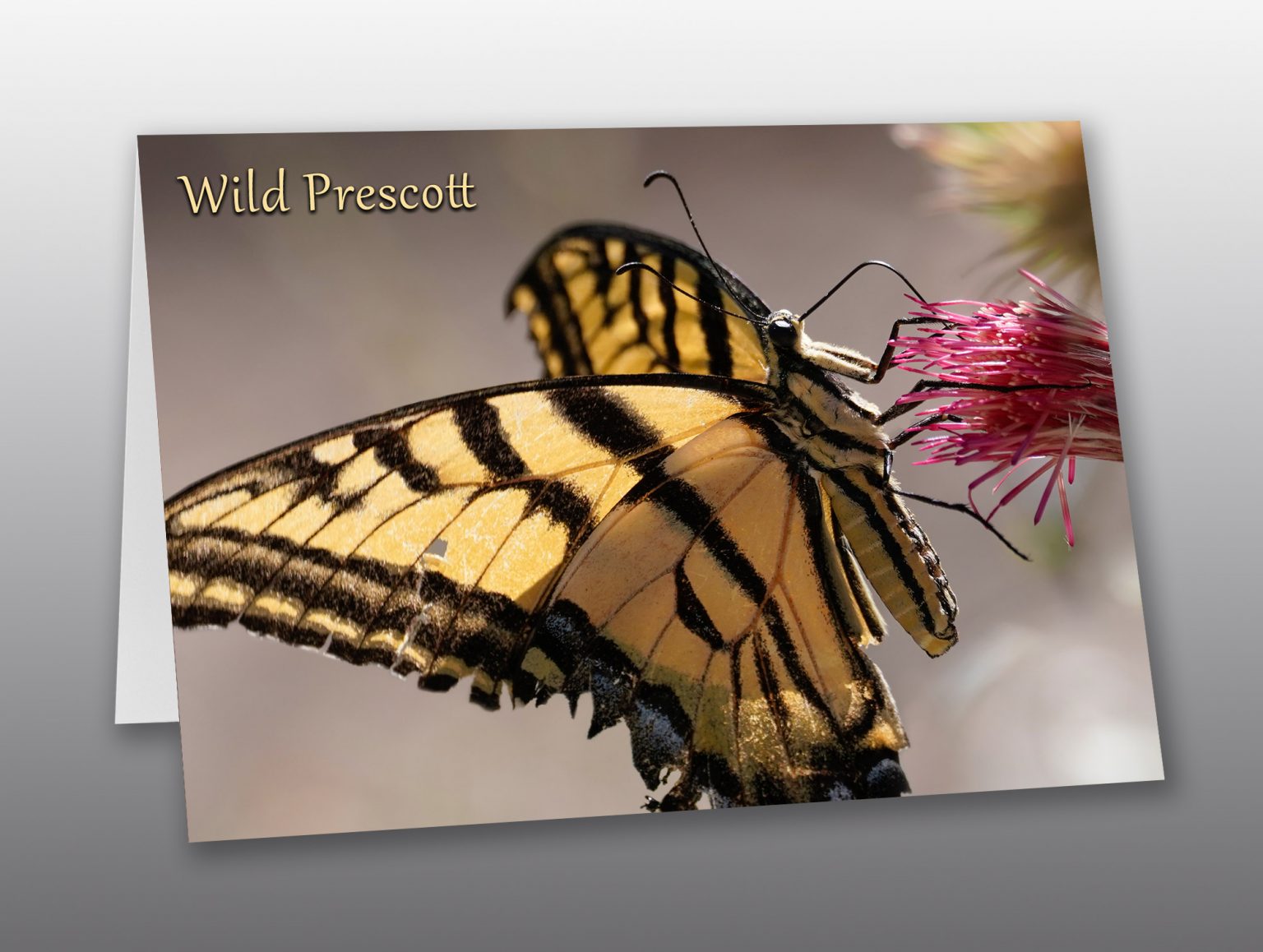 Butterflies – Two Tail Swallowtail Butterfly – Greeting Card – Moment ...