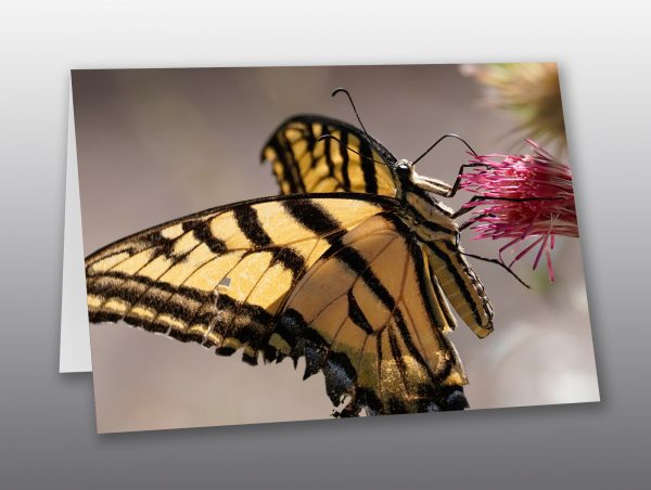 Swallowtail Butterfly - Moment of Perception Photography