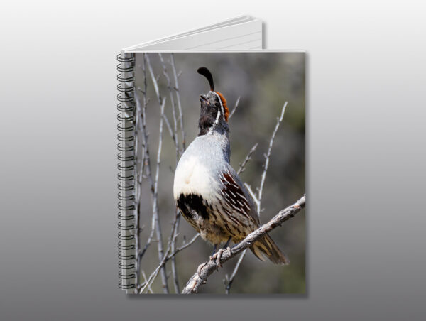 Quail Crowing - Moment of Perception Photography