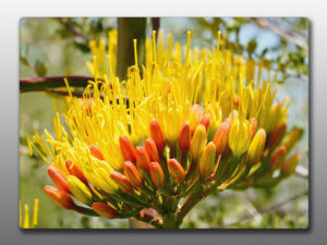 yellow cactus flowers - Moment of Perception Photography