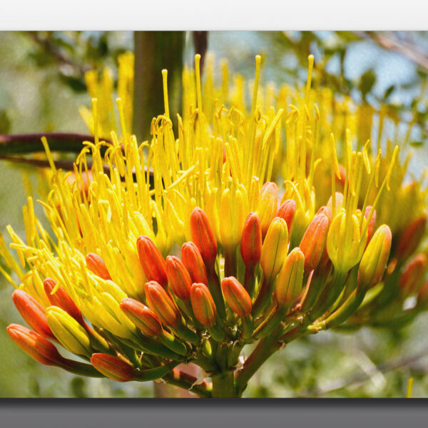 yellow cactus flowers - Moment of Perception Photography