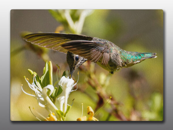 hummingbird drinking nectar - Moment of Perception Photography
