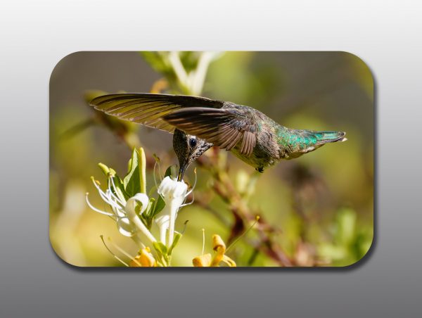 hummingbird in flight - Moment of Perception Photography