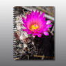 hot pink cactus flower - Moment of Perception Photography