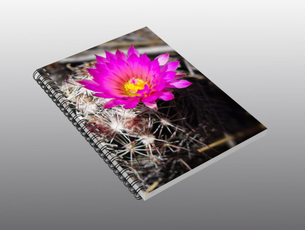hot pink cactus flower - Moment of Perception Photography