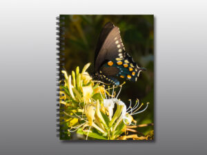 swallowtail butterfly - Moment of Perception Photography