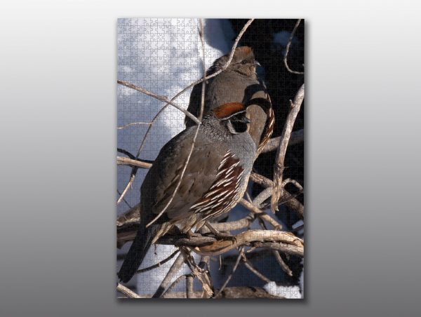 male and female quail - Moment of Perception Photography