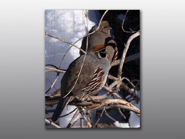 male and female quail - Moment of Perception Photography