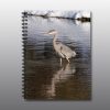 heron wading in lake - Moment of Perception Photography