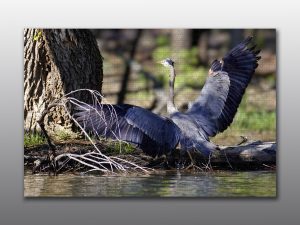 great blue heron in lake - Moment of Perception Photography