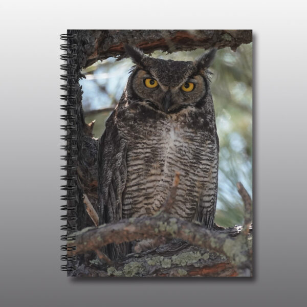 great horned owl perched in a tree - Moment of Perception Photography