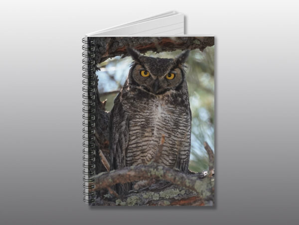 great horned owl perched in a tree - Moment of Perception Photography