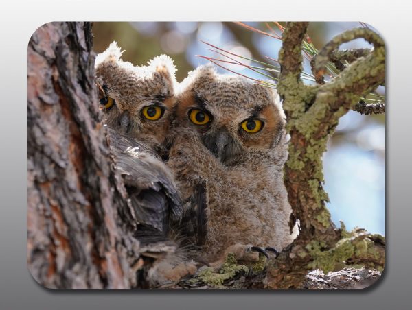 baby great horned owls - Moment of Perception Photography