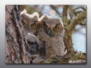baby great horned owls - moment of perception photography
