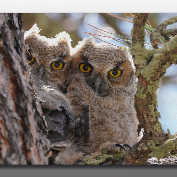 baby great horned owls - moment of perception photography