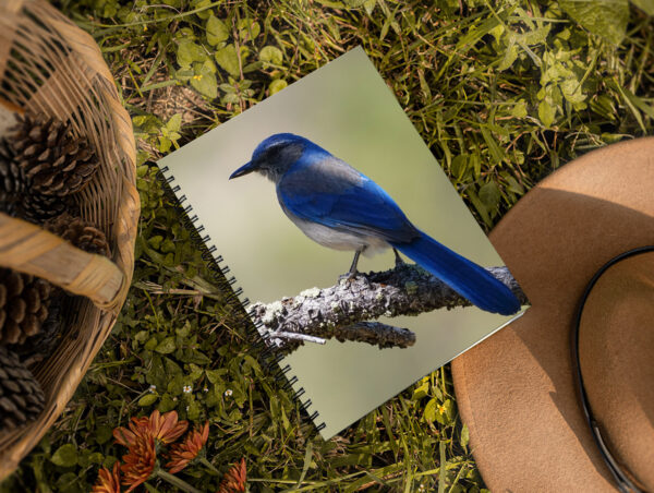 Woodhouse's Scrub Jay - Moment of Perception Photography