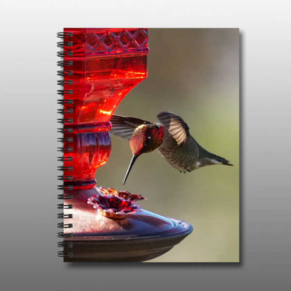 ruby headed hummingbird - Moment of Perception Photography
