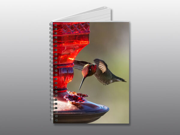 ruby headed hummingbird - Moment of Perception Photography