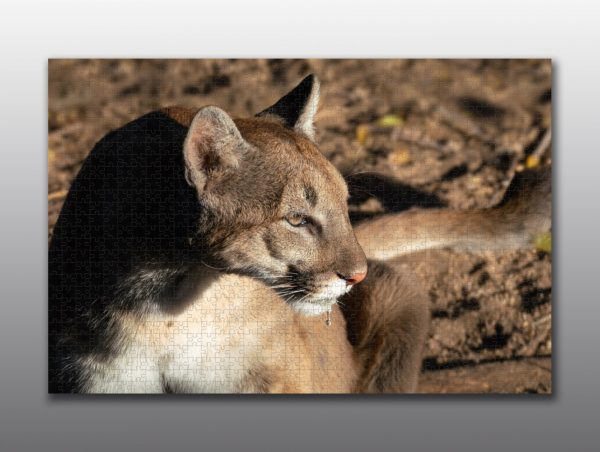 cougar close up - Moment of Perception Photography