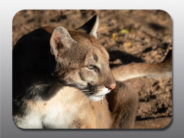 cougar drinking - Moment of Perception Photography