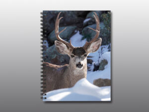 buck with large antlers in winter - Moment of Perception Photography