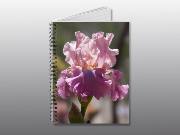 pink bearded iris flower - Moment of Perception Photography
