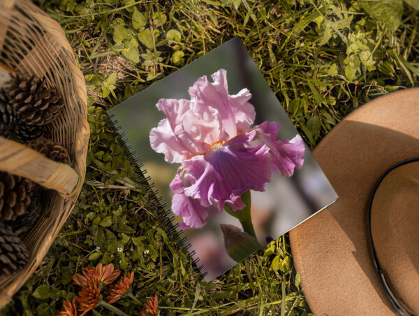 pink bearded iris flower - Moment of Perception Photography