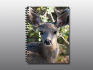 Mule Deer Fawn - Moment of Perception Photography