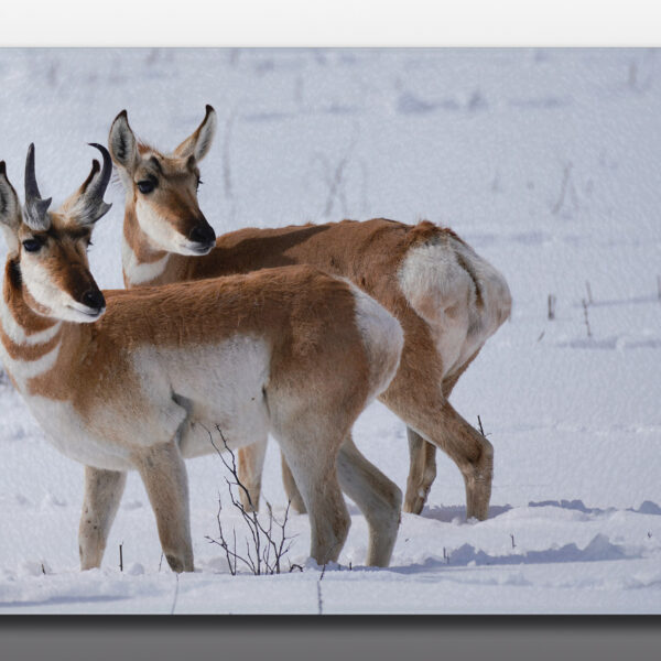 Pronghorn Couple in snow - Moment of Perception Photography